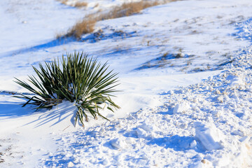 Wall Mural - Decorative flower or bush in winter under the snow. Background with selective focus and copy space