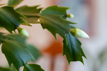 Wall Mural - Macro abstract defocused view of delicate white flower blossoms in bloom on a schlumbergera truncata (Thanksgiving cactus) plant