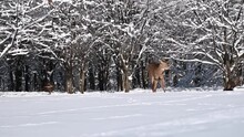 Deer And Turkeys In The Snow
