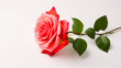 一輪の赤いバラの花のアップ、薔薇の白背景素材