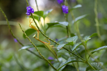 Wall Mural - Praying Mantis in Natural Life's