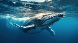 Fototapeta Do akwarium - A Baby Humpback Whale Plays Near the Surface in Blue Water