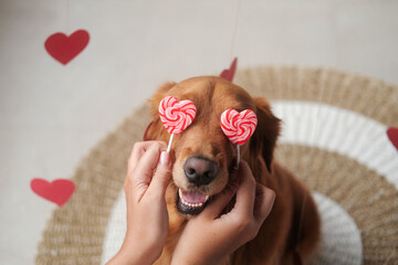 Valentines Day dog and lollipop heart shaped banner. The hands of a young woman substituted two lollipops in the shape of red hearts for a dog of the Golden Retriever breed instead of eyes.