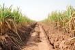 Empty ground road across large sugarcane plantation at summer Asian farmland site