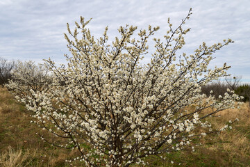 american plum tree full of blooms on cloudy day in texas desert.