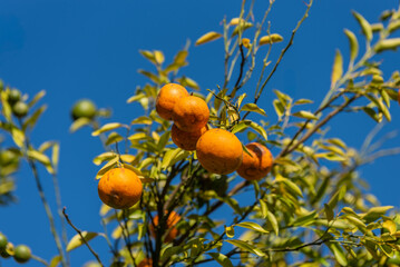 Wall Mural - Close up oranges on tree branches in a orange fruit garden with blue sky background.