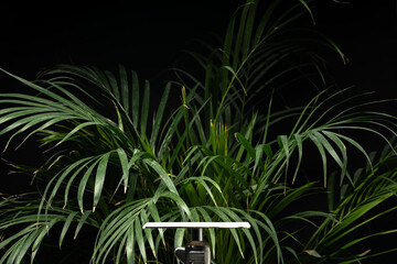 Wall Mural - Palm leaves growing on black background studio shot