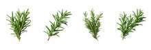 Set Of Red Rosemary Isolated On A Transparent Background