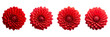 © ANILCHANDRO - Set of red dahlia isolated on a transparent background
