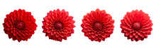 Set Of Red Dahlia Isolated On A Transparent Background
