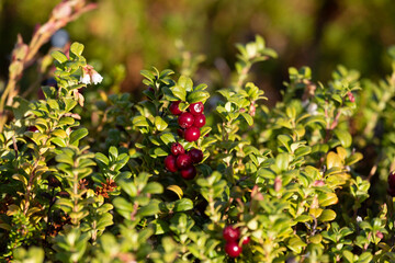 Wall Mural - Lingonberry bush with red berries and flowers