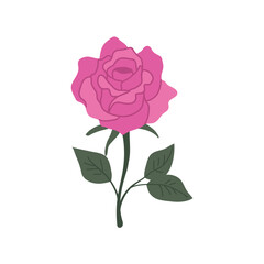 Wall Mural - beautiful blooming pink rose. flower vector illustration