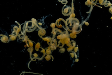 Wall Mural - Study of Parasitic helminths (Trematodes) and Ascaris of fishes under a microscope.