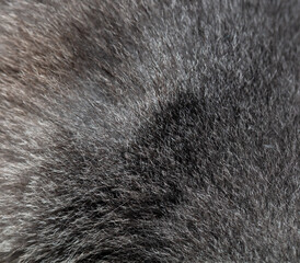 Poster - Cat fur as an abstract background. Texture