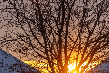 Wall Mural - Bare tree branches at sunset in winter