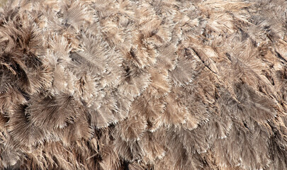 Sticker - Gray feathers on an ostrich as an abstract background. Texture