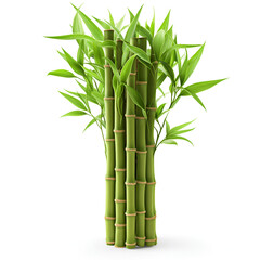  bamboo isolated on white background