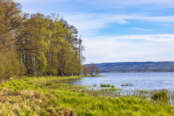 Canvas Print - Spring greenery by a lake