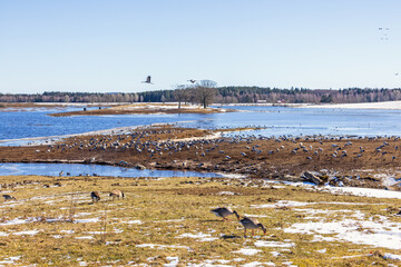 Poster - Lot of migratory birds at lake Hornborgasjön in Sweden