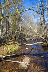 Canvas Print - Stream in a deciduous forest a with fallen tree branches at springtime