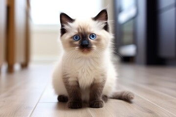 Poster - a beautiful cat with striking blue eyes sitting gracefully on the floor, cute cat with blue eyes sit