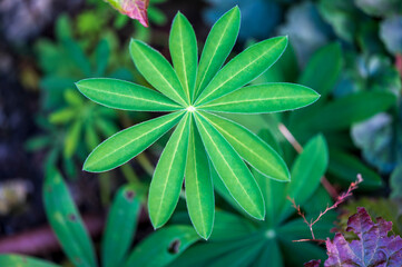 Wall Mural - Detail of a green leaf of the Lupinus plant.