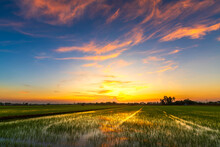 Scenic View Landscape Of Rice Field Green Grass With Field Cornfield Or In Asia Country Agriculture Harvest With Fluffy Clouds Blue Sky Sunset Evening Background.
