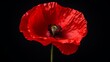 Vibrant red poppy blossom on dramatic black background - symbol of remembrance day, armistice day, Anzac day