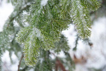 Wall Mural - Close Up of Snow Covered Pine Tree