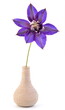 Clematis, blue flower in vase, isolated on white background.
