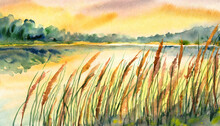 Watercolor Art Painting: Waterside Tranquility, Reeds Sway Quietly In Evening