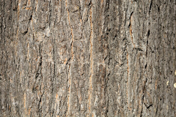 Common catalpa bark detail