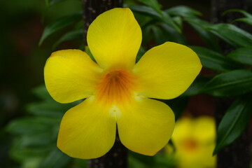 Wall Mural - Carolina Jasmine|Gelsemium sempervirens|卡羅萊納茉莉	