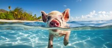 A Close-up Of A Pig Swimming In The Water, Ai Generated