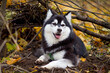 Siberian husky dog climbing on tree in the forest