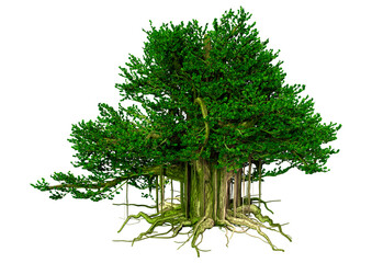 Wall Mural - 3d rendering banyan tree on white