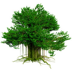 Wall Mural - 3d rendering banyan tree on white