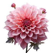 Pink Lotus Flower Isolated. Lotus Flower Png. Pink Flower Top View. Flower Flat Lay Png. Pink Dahlia Flower Png. Dahlia Flower Top View. Dahlia Flower Flat Lay Png