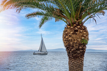 Wall Mural - Sailing boat in the sea against the backdrop of a palm tree at sunset.