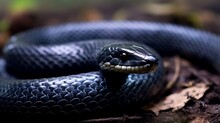 Closeup Image Of A Black Rat Snake. Wildlife Image Of A Beautiful Black Snake. Portrait Of A Black Snake With Black Eyes Crawling On A Forest Floor. Wildlife Image Of A Black Snake Looking To The Side