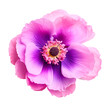 Purple anemone flower on transparent background. Summer spring flower