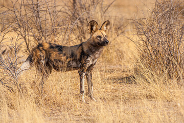 Wall Mural - African wild dog (Lycaon pictus) standing in the bushes, Central Kalahari Game Reserve, Botswana