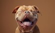 studio shot of canecorso dog smiley face  