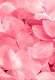 Fototapeta  - Pink flowers close up. Bouquet of red flowers. City flower beds, a beautiful and well-groomed garden with flowering bushes.