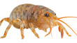 Macro shot of a louse isolated on white or transparent background