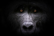 © ADDICTIVE STOCK - Piercing eyes of a mountain gorilla emerge from the darkness creating a captivating and intense portrait
