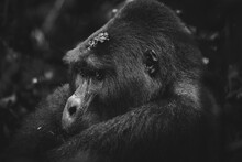 A Soulful Monochrome Portrait Of A Mountain Gorilla With A Contemplative Gaze Nestled In The Dark Foliage Of Bwindi Forest