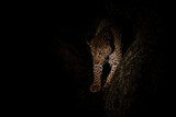 Leopard in the night. Male leopard (Panthera pardus) protecting his prey in a tree after dark in Sabi Sands Game Reserve in the Greater Kruger Region in South Africa
