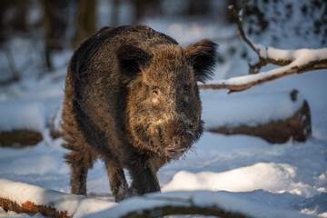 Wall Mural - wild boar in winter forest. animal in nature habitat. big mammal. wildlife scene