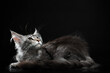 kitten of the Maine Coon breed on a black background with a mirrored floor